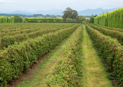 Image Gallery | Boysenberries New Zealand | New Zealand Boysenberries